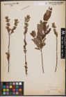 Foto von Salix cinerea L. x Salix repens L.
